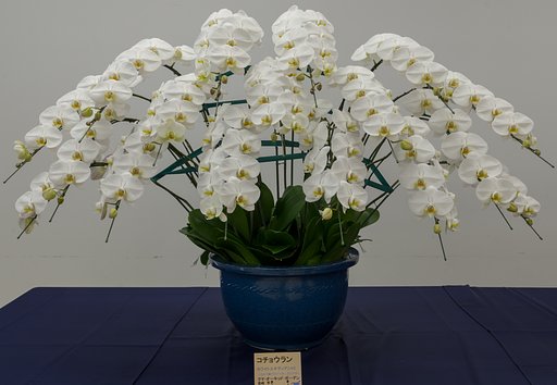 胡蝶蘭