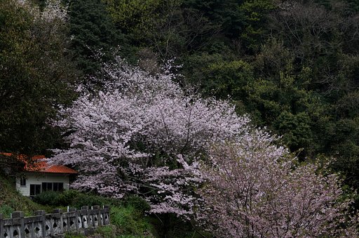山寺の桜