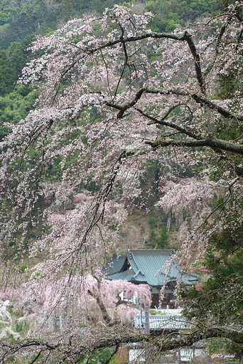 桜飛沫