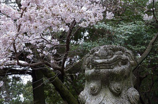 桜と狛犬