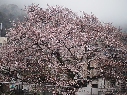 雨に煙る風景ーその２