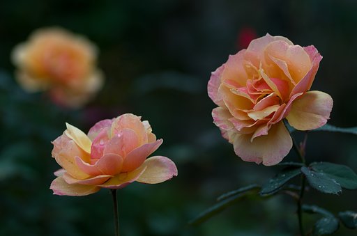PENTAX-D FA MACRO 100mm F2.8