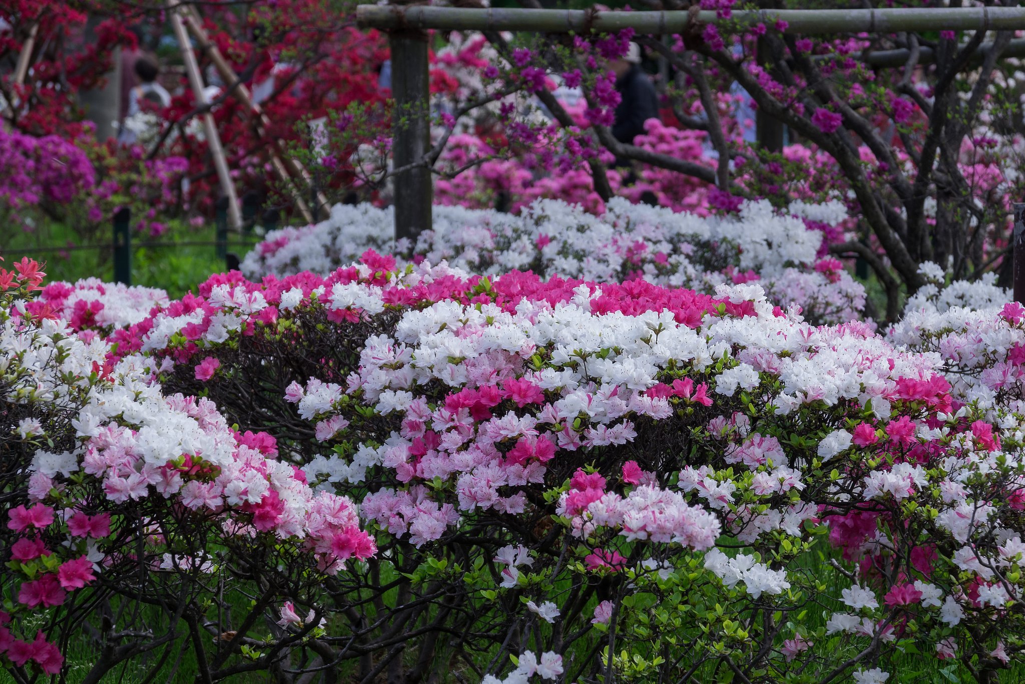 華やかな公園