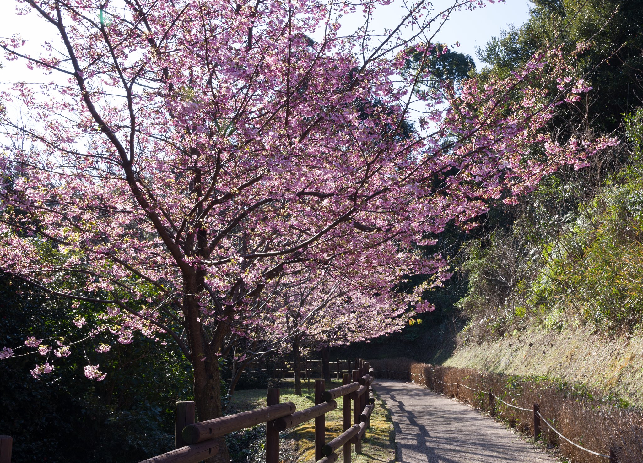 並木道
