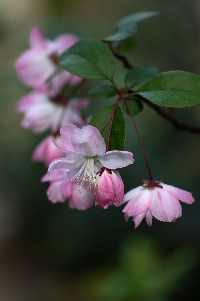 EF100mm F2.8 L IS MACRO