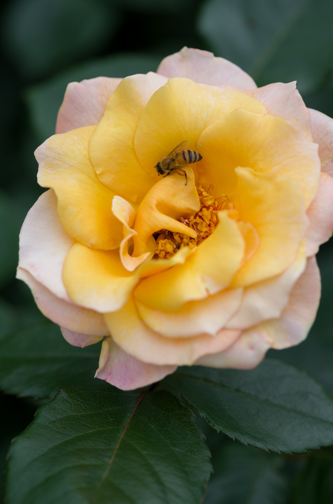 SIGMA MACRO 70mm F2.8