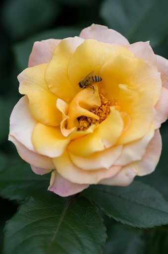 SIGMA MACRO 70mm F2.8