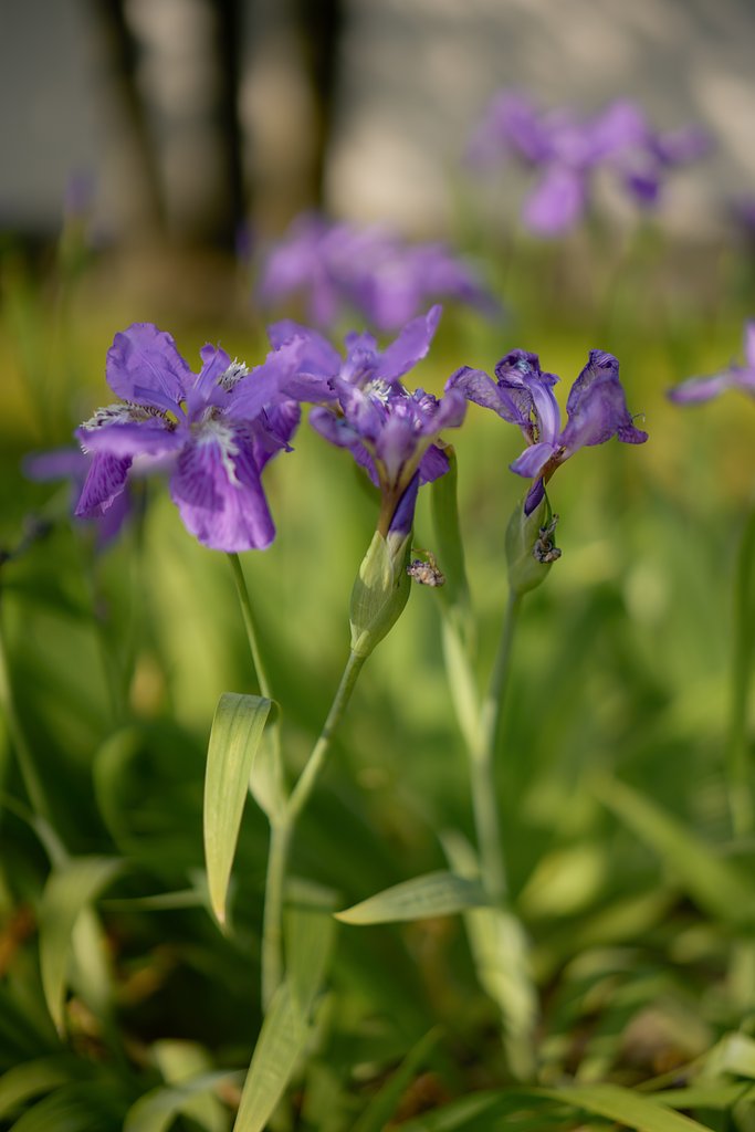 菖蒲も咲いていますね。