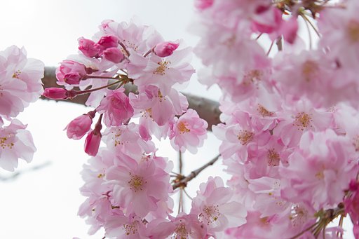 枝垂れ桜見上げて