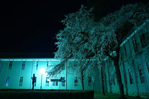 桜と旅人の夜に