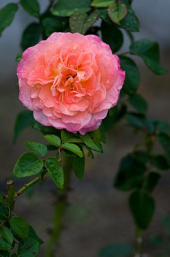 PENTAX-D FA MACRO 100mm F2.8