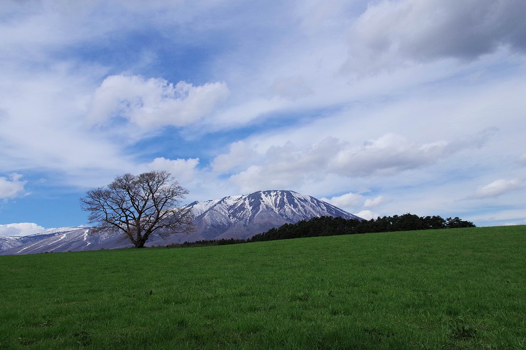 小岩井農場の一本桜