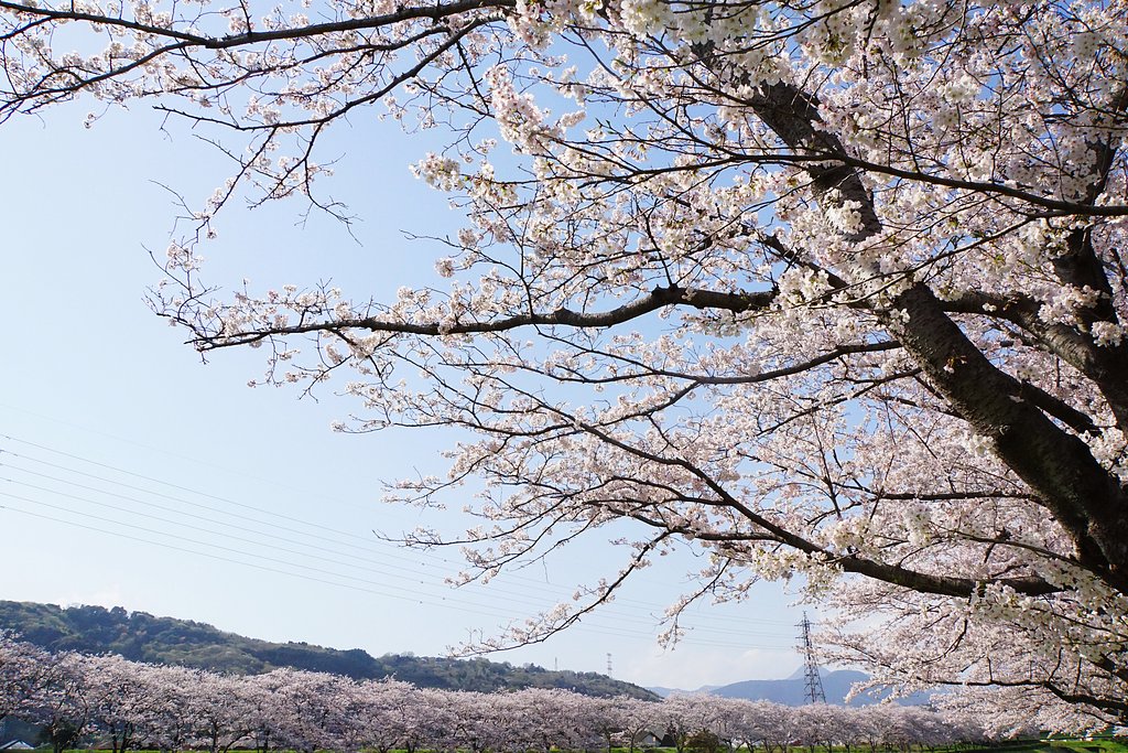 川沿いの桜