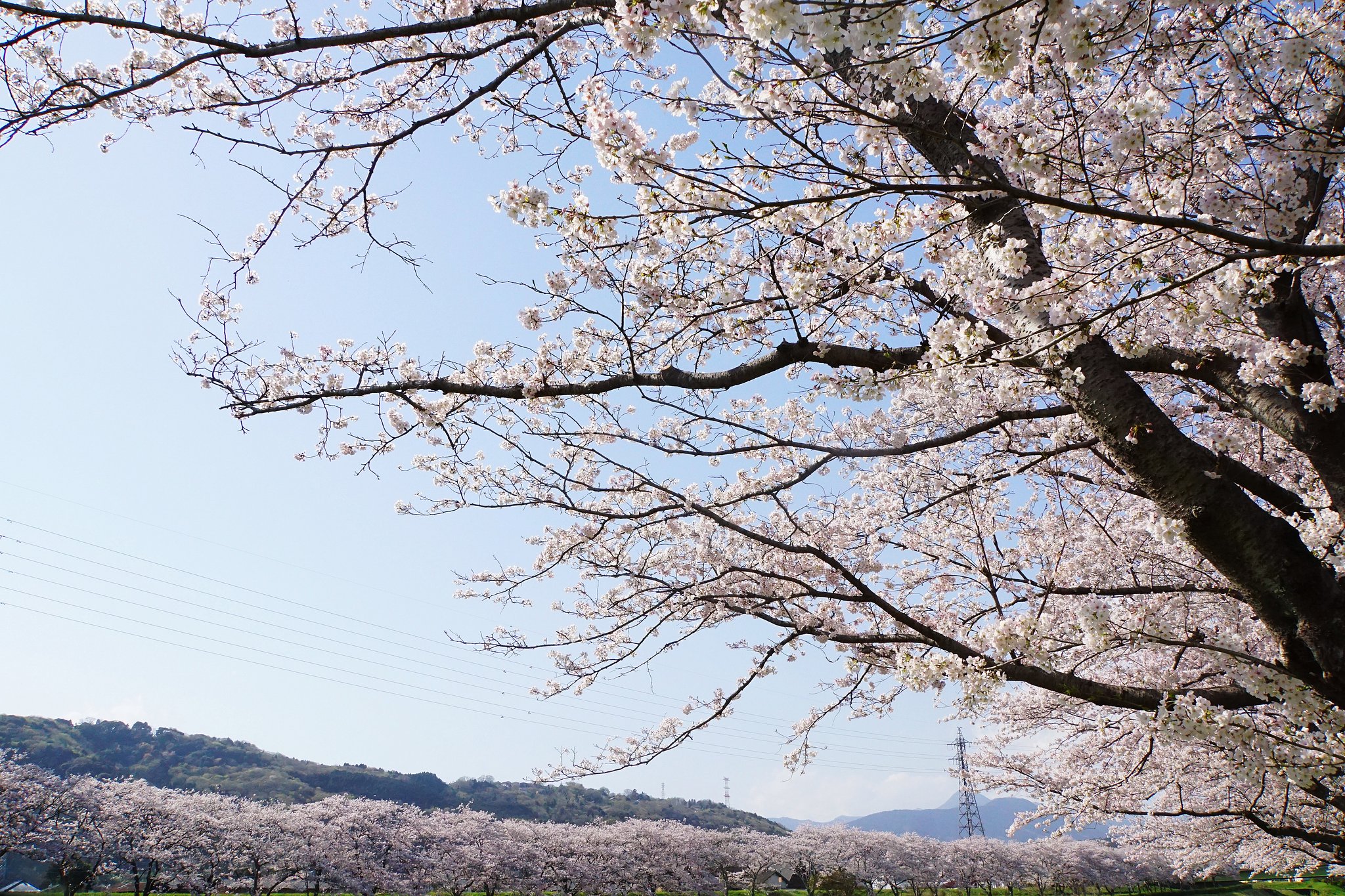 川沿いの桜