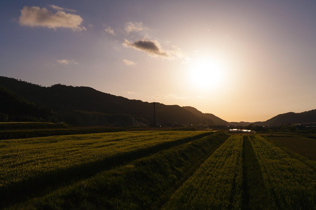 夕焼けに！
