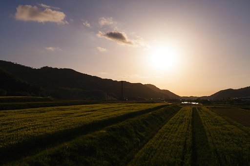 夕焼けに！