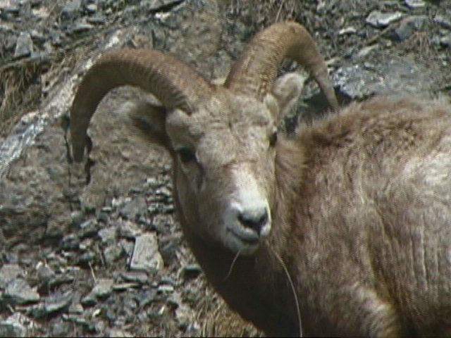 Dall sheep