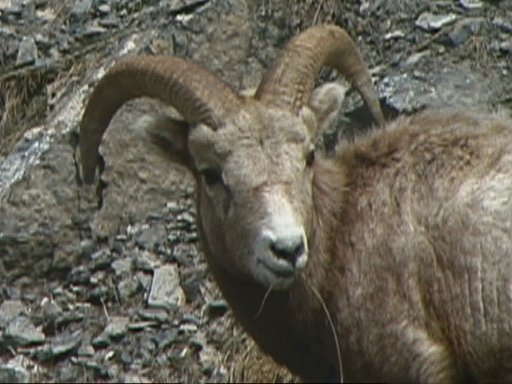 Dall sheep