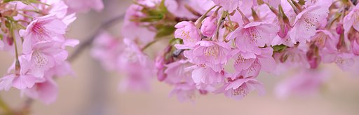 河津桜