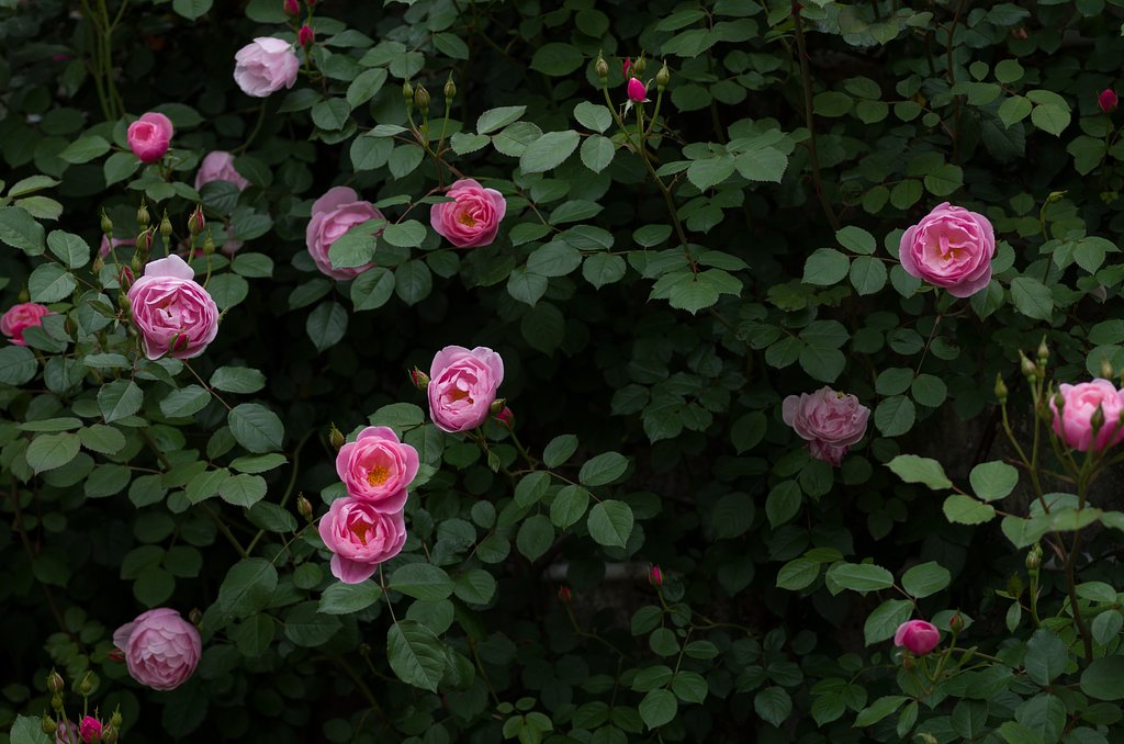 SIGMA MACRO 70mm F2.8