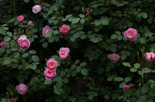 SIGMA MACRO 70mm F2.8
