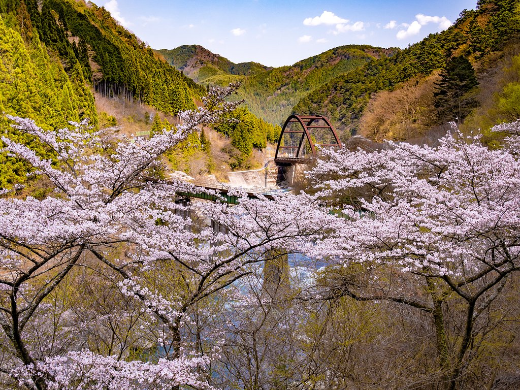 鉄橋に桜・・