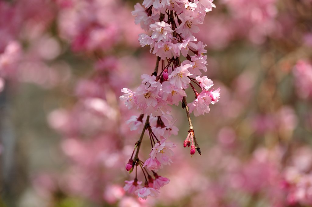 桜も終盤