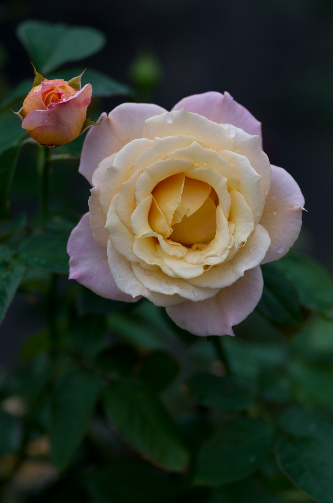 PENTAX-D FA MACRO 100mm F2.8