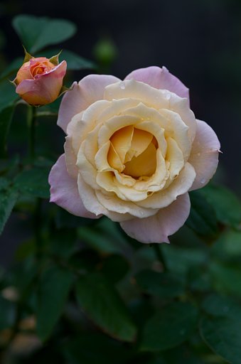 PENTAX-D FA MACRO 100mm F2.8
