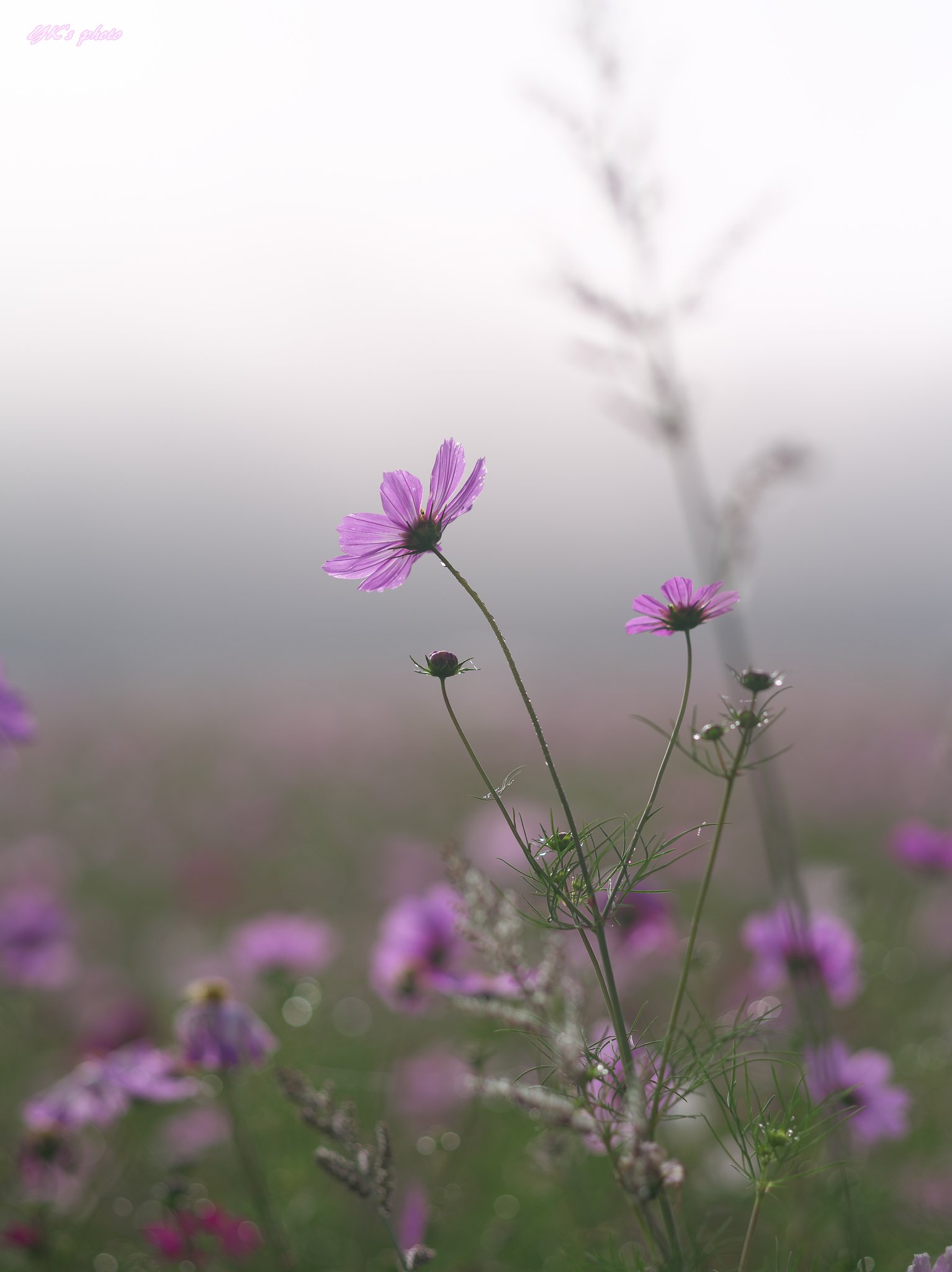 FA645 150mm F2.8