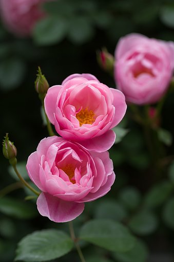 SIGMA MACRO 70mm F2.8