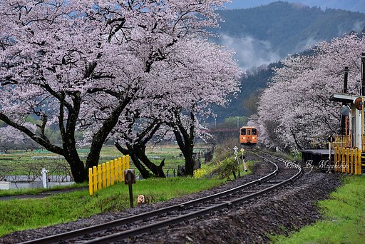 桜並木