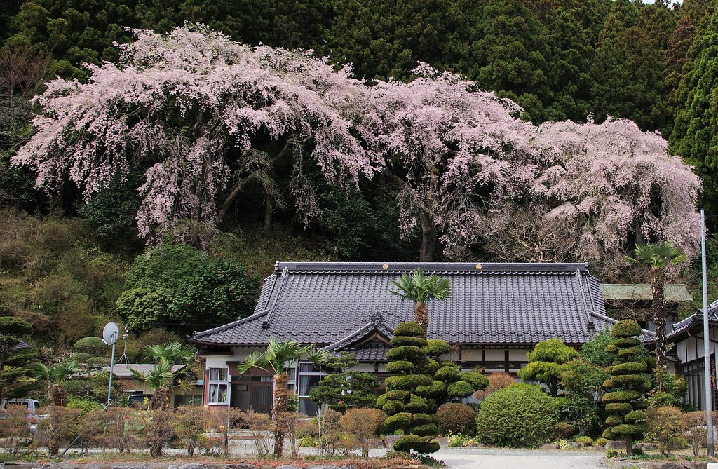 三陸の枝垂桜