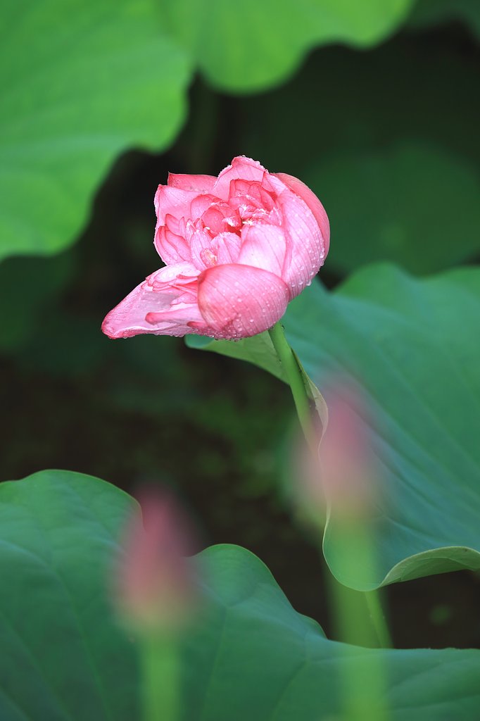 風にまかせて・・・