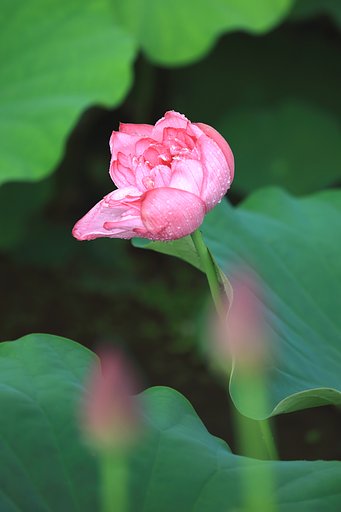 風にまかせて・・・