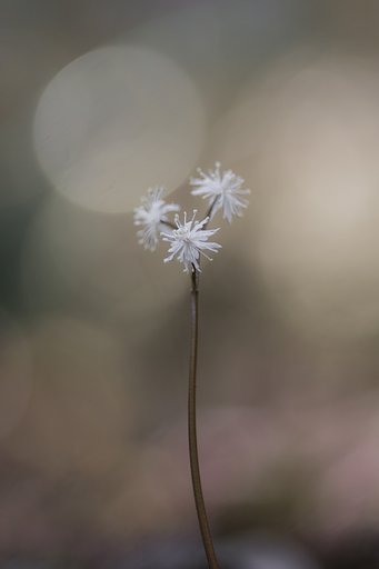 春を探しに