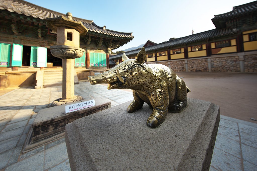 猪金