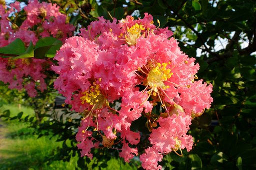 百日紅
