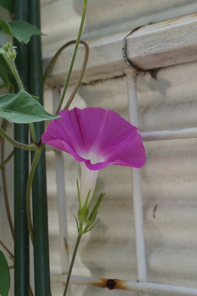 朝顔