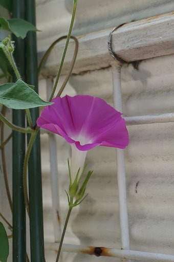 朝顔