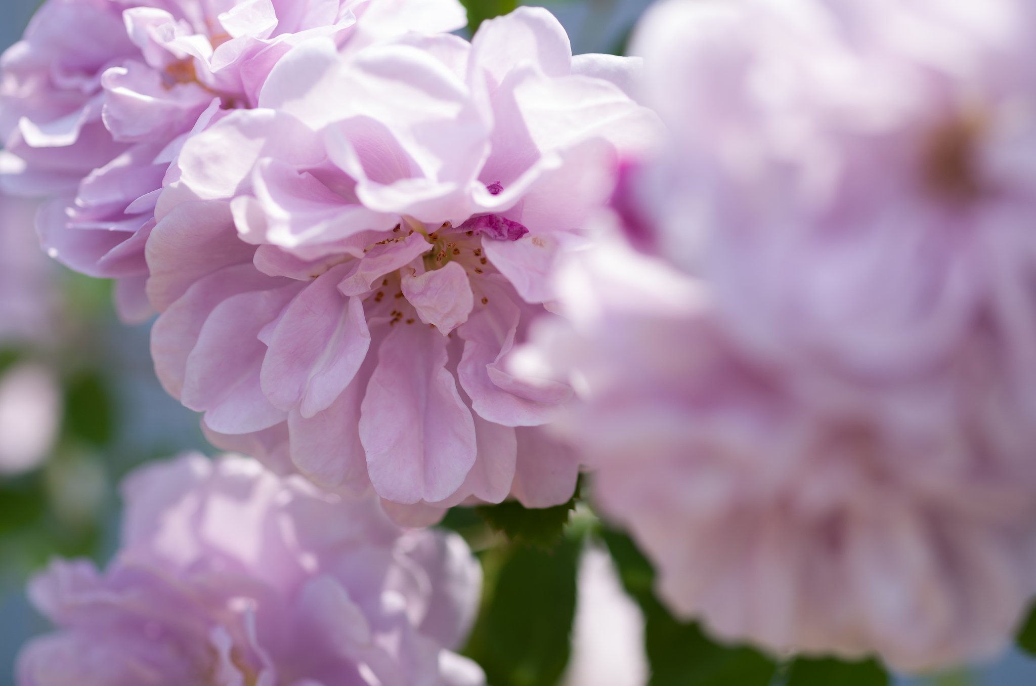 SIGMA MACRO 70mm F2.8