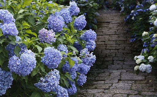 紫陽花寺の参道