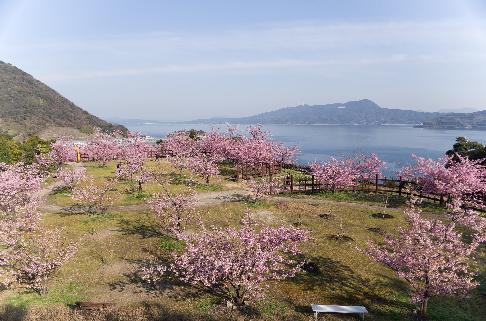 島の桜