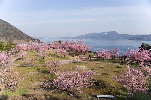 島の桜