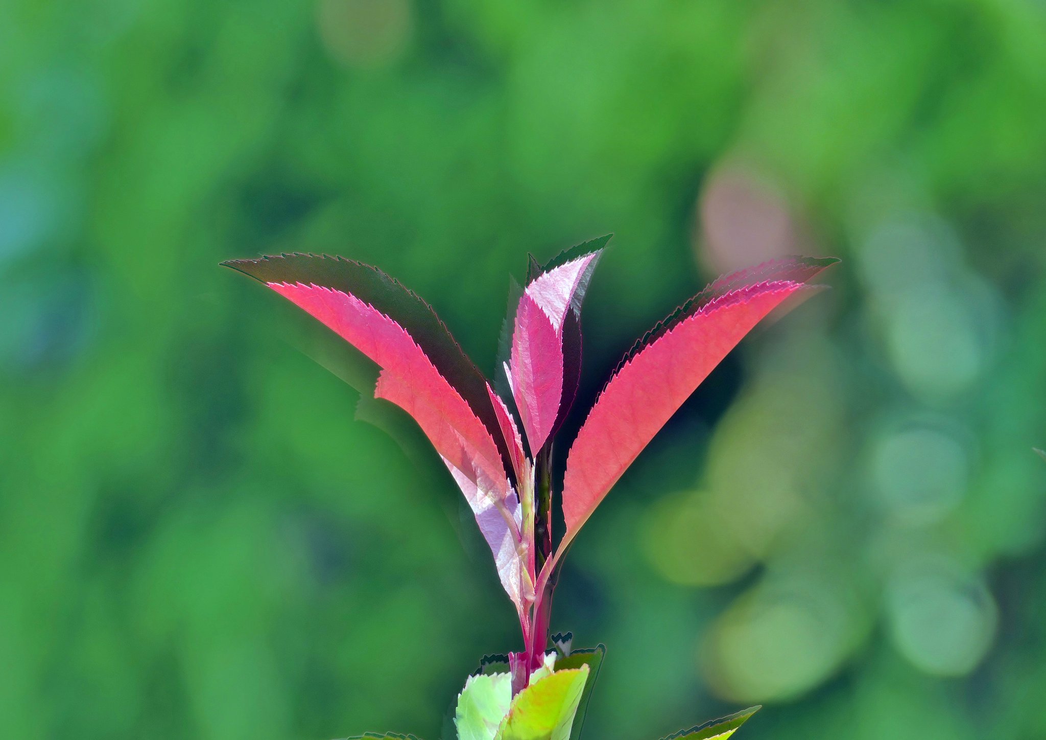 紅要