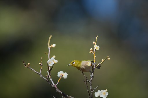 きつい目
