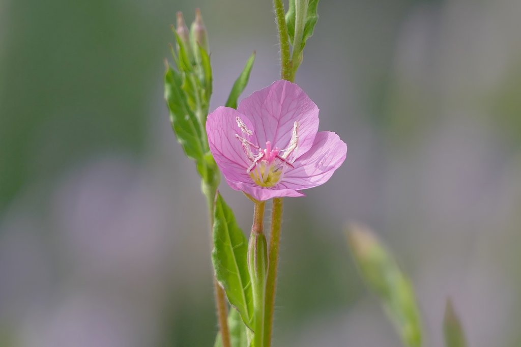 赤花夕化粧
