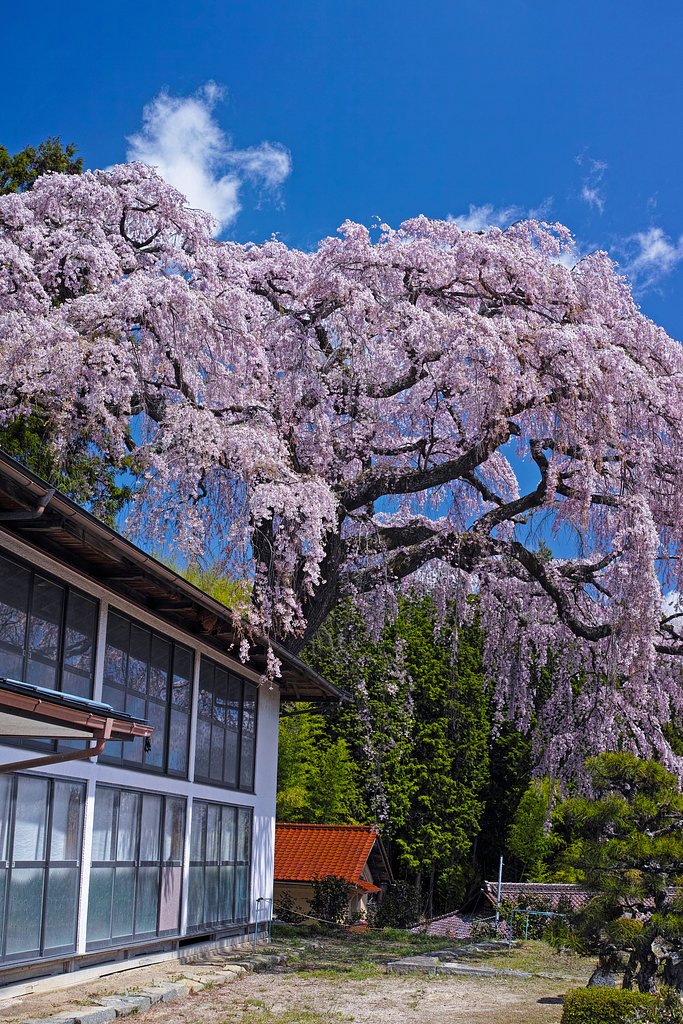 仲森の紅しだれ桜