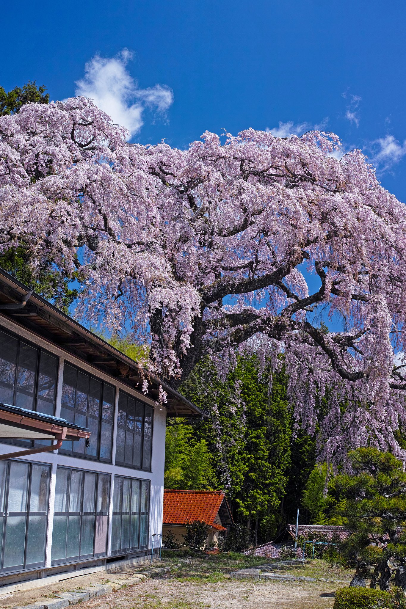 仲森の紅しだれ桜