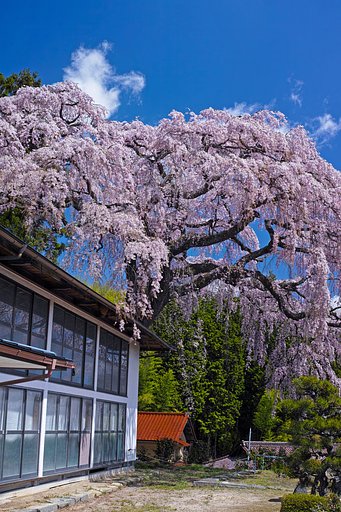 仲森の紅しだれ桜